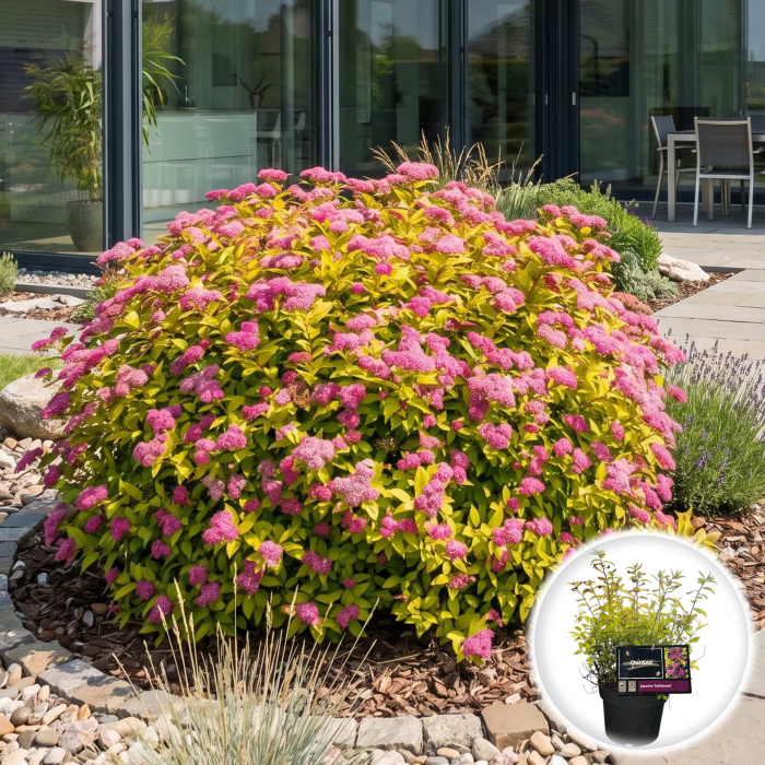 spiraea-japonica-goldmound-arbust-galben-pepiniera-sibiu [2]