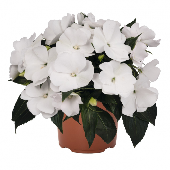 Sporul Casei (Impatiens) - Alb (P11) [1]