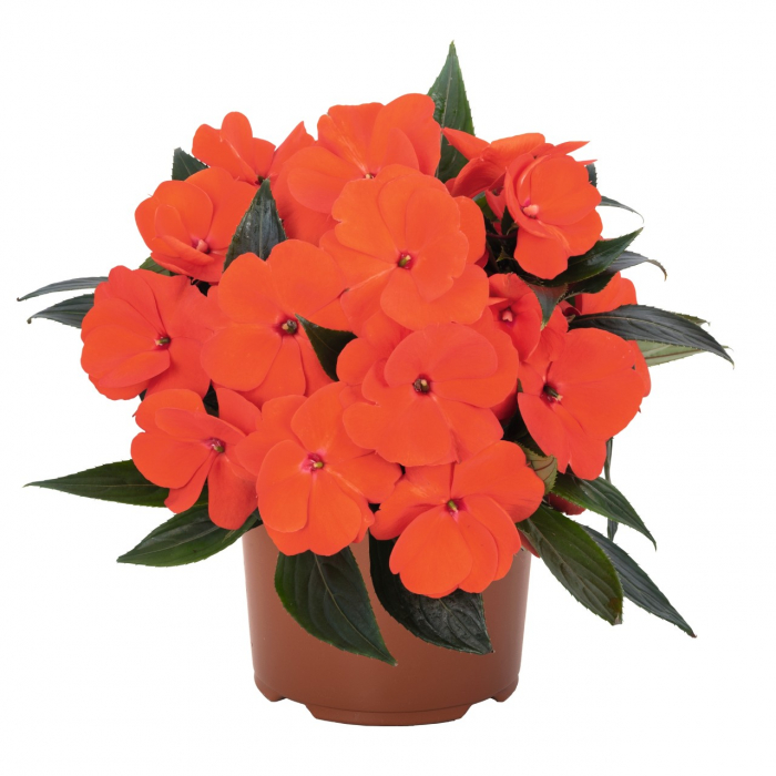 Sporul Casei (Impatiens) - Alb (P11) [2]