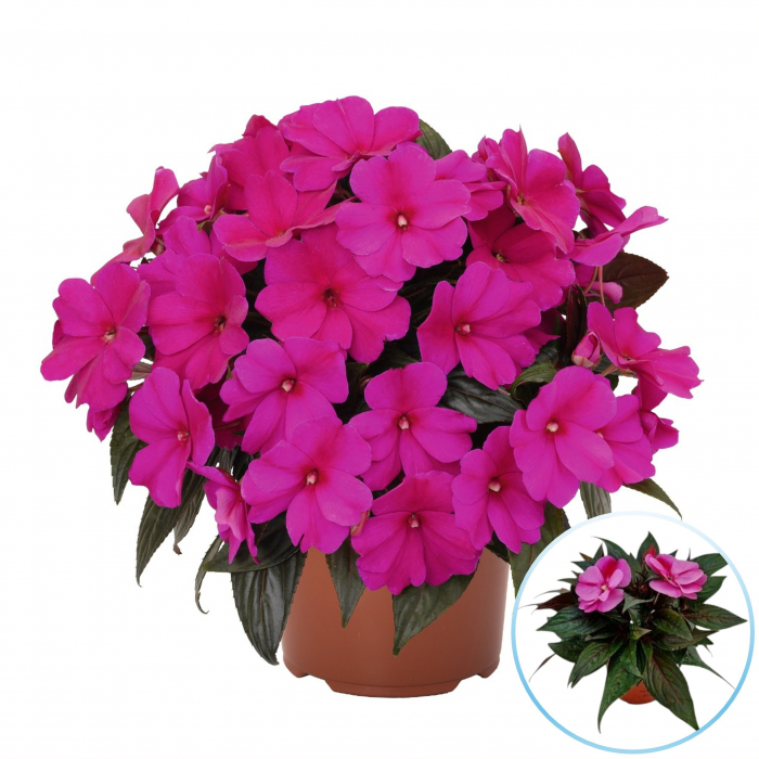 Sporul Casei (Impatiens) - Purple (30cm) [2]