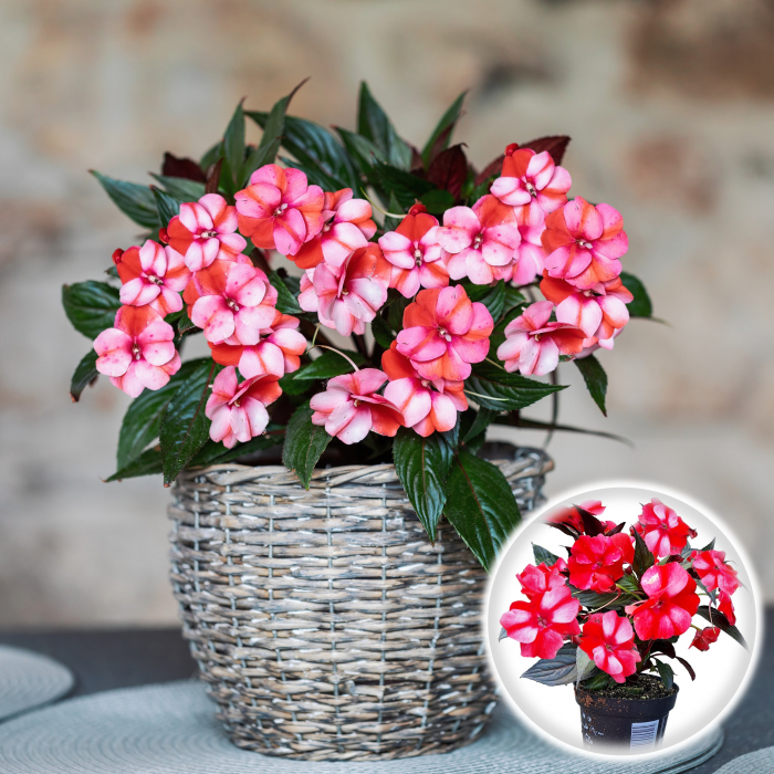 Sporul Casei (Impatiens) - Bicolor (P11) [1]