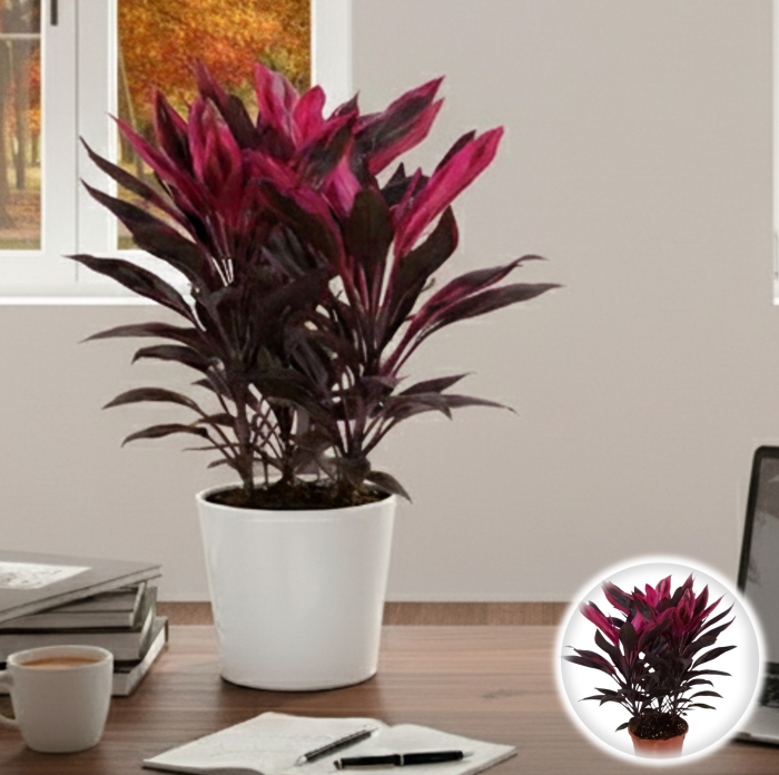 Tango Cordyline F. - 50cm [1]