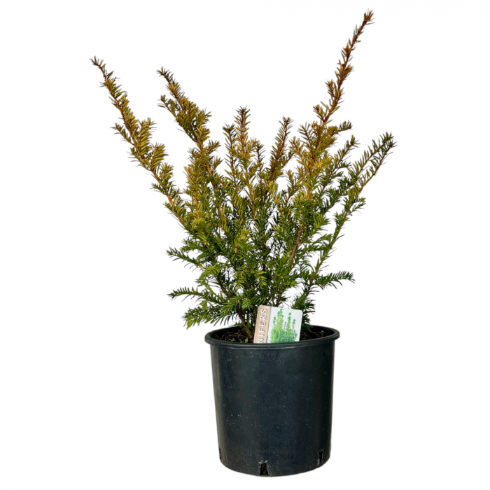 Taxus Baccata SemperAurea (5L) [2]
