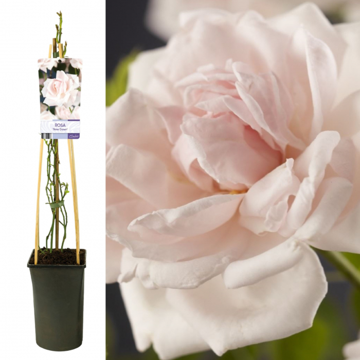 trandafir-new-dawn-mini-40cm-roz-pepiniera-sibiu [2]