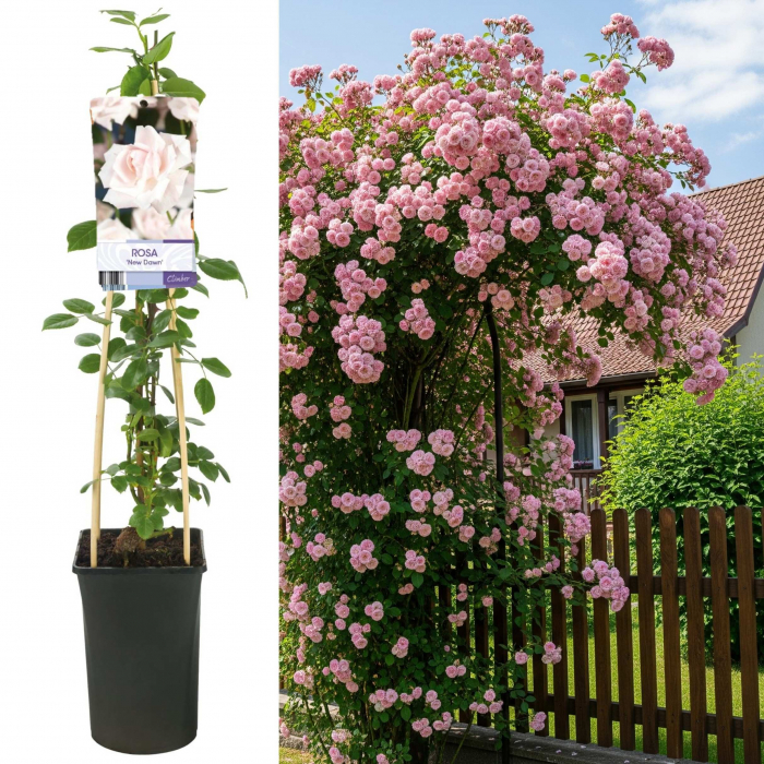 trandafir-new-dawn-mini-40cm-roz-pepiniera-sibiu [3]
