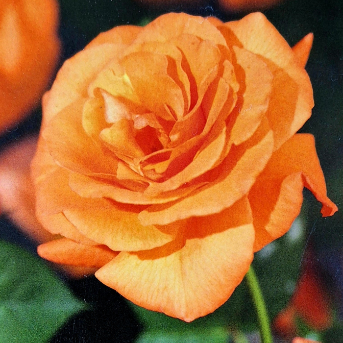 Trandafir Catarator Orange - 75cm [3]