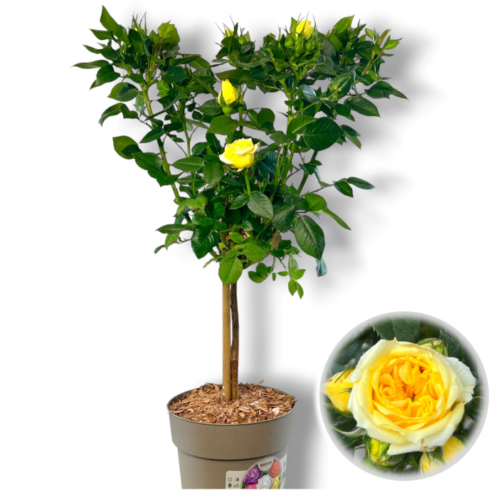 Trandafir Galben - Picior (50cm+) [3]