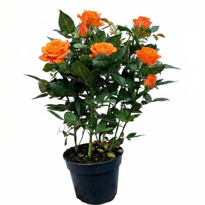 trandafir-pitic-portocaliu-ghiveci-pepiniera-sibiu [2]