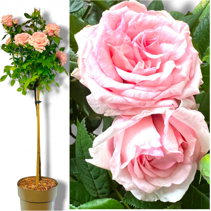 Trandafir Pomisor - Roz deschis (90cm+) [2]