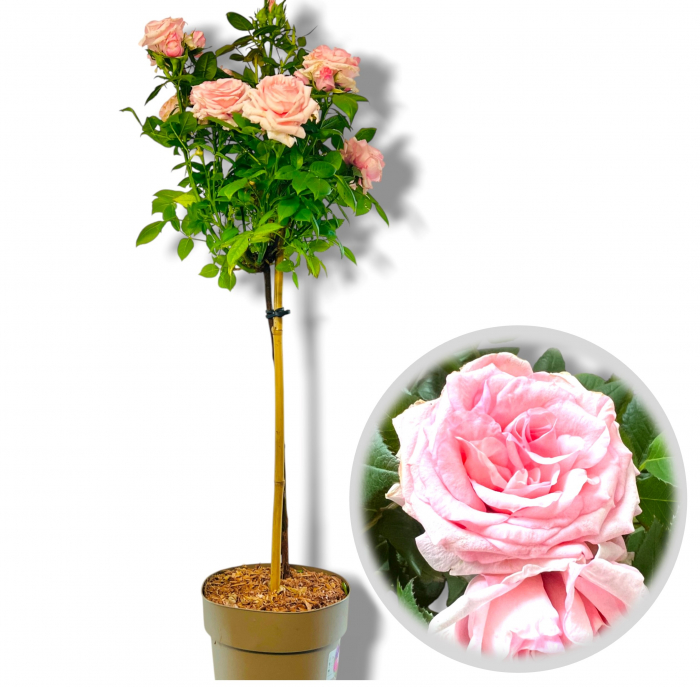 Trandafir Pomisor - Roz deschis (90cm+) [3]