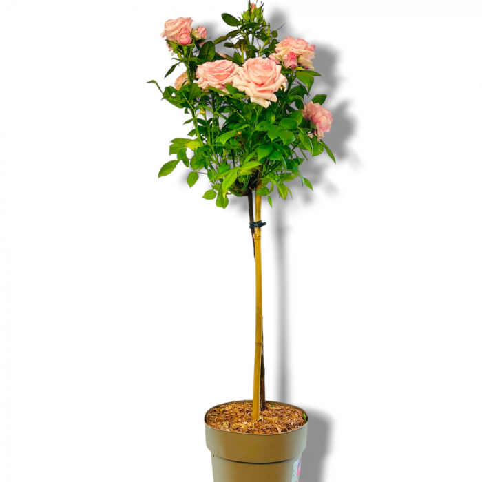 Trandafir Pomisor - Roz deschis (90cm+) [4]