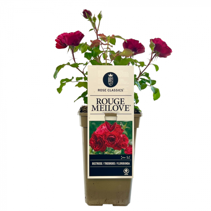 Trandafir Rouge Meilove - 35cm [2]