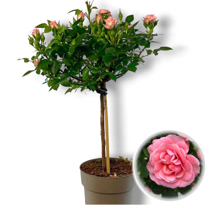 Trandafir Somon - Picior (50cm+) [3]