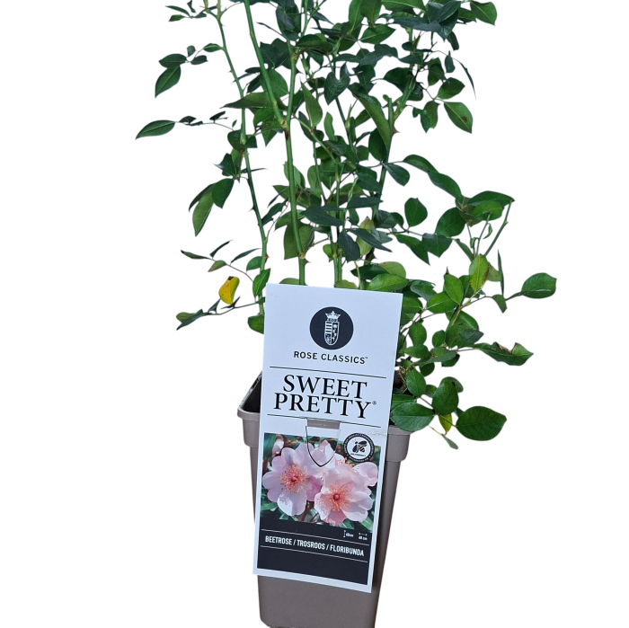 Trandafir Sweet-Pretty - 50cm [2]