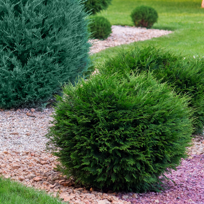 Tuia Occ. Mr. Bowling - 25cm [2]