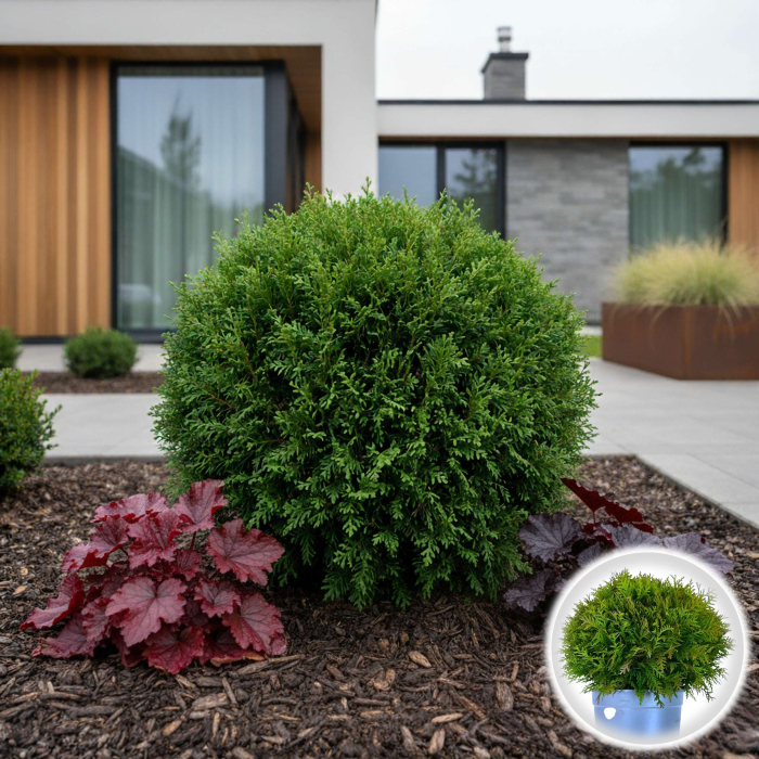 Tuia Danica - 40cm+ (5L) [1]