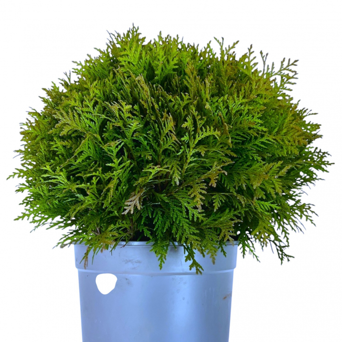 Tuia Danica - 40cm+ (5L) [2]
