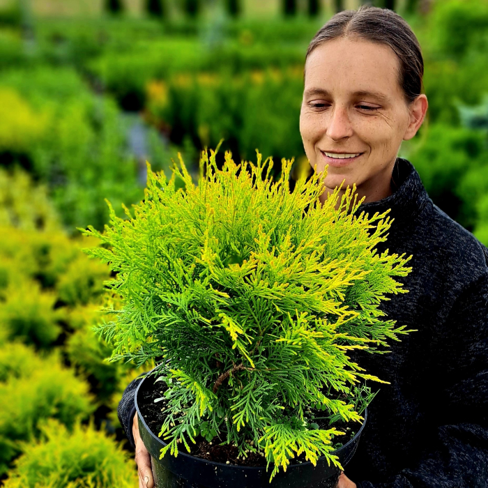 TUIA Golden Globe - 5L [2]