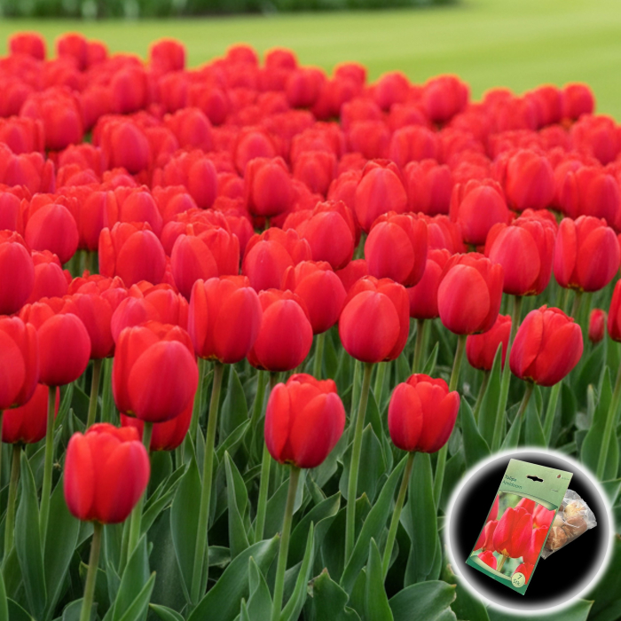 Tulipa - Lalele Apeldoorn - 7 Bulbi [1]