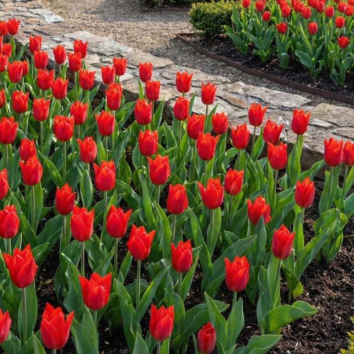 lalele-princeps-fosteriana-rosii-pitice-pepiniera-sibiu [2]