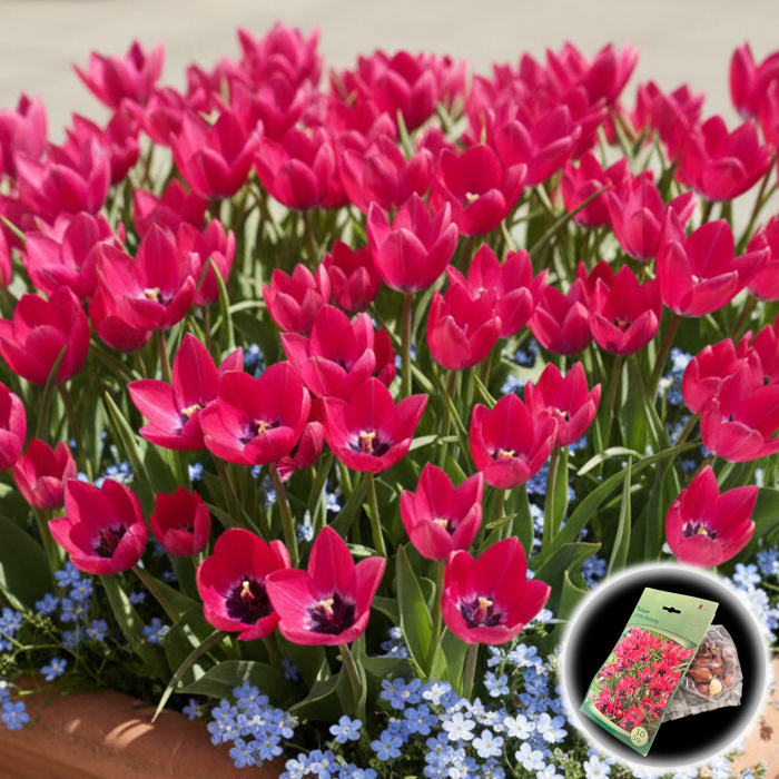 Tulipa - Lalele Little Beauty - 10 Bulbi [1]