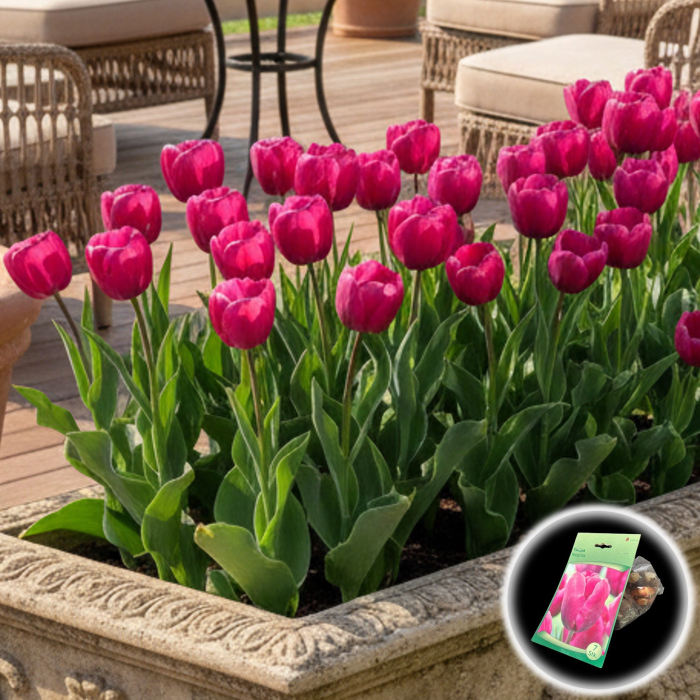 Tulipa - Lalele Negrita - 7 Bulbi [1]
