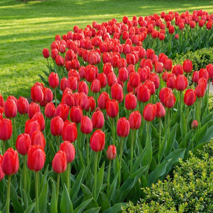 lalele-red-purissima-fosteriana-rosii-pepiniera-sibiu [2]