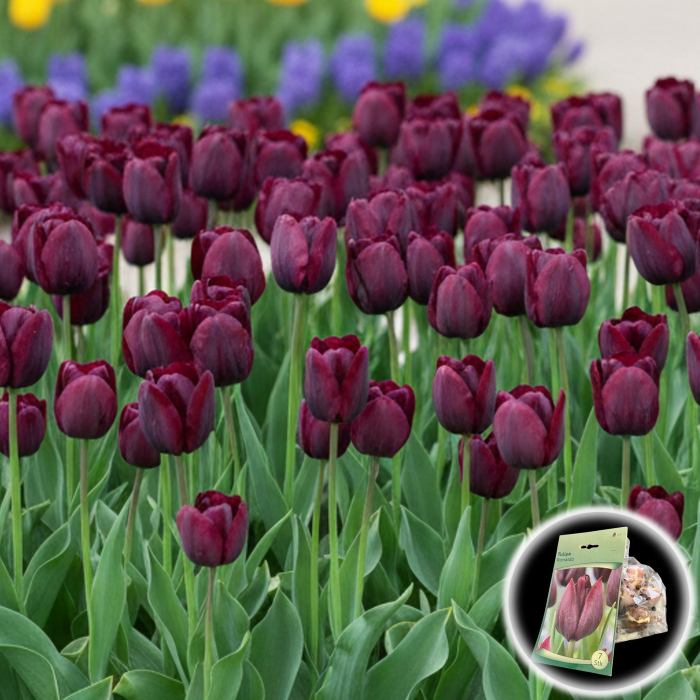 Tulipa - Lalele Ronaldo - 7 Bulbi [1]