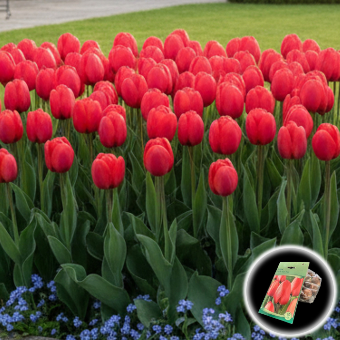 Tulipa - Lalele Royal Van Eijk - 10 Bulbi [1]