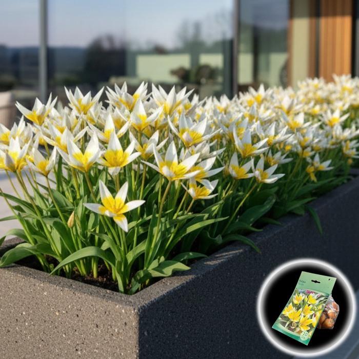 Tulipa - Lalele Tarda - 10 Bulbi [1]