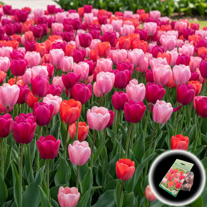 Tulipa - Lalele Royal Van Eijk - 10 Bulbi [1]