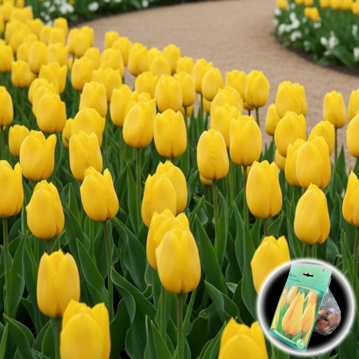 Tulipa - Lalele Yokohama - 7 Bulbi [1]