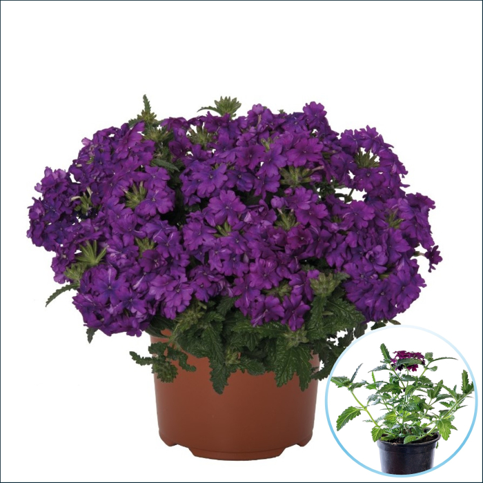 Verbena curgatoare Albastra floare balcon ghiveci Pepiniera Sibiu [2]