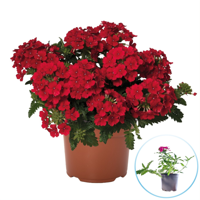 Verbena curgatoare rosie floare balcon cascada flori ghiveci Pepiniera Sibiu [2]