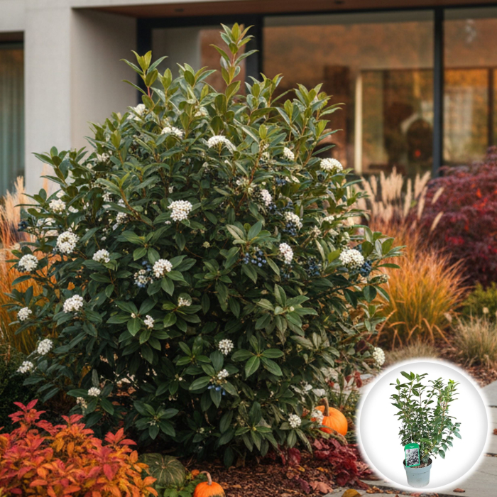 Viburnum tinus - 60cm [1]