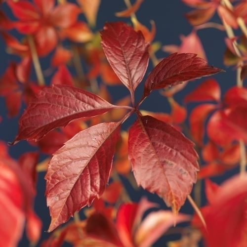 Vita Canadiana - Engelmannii - 75cm+ [2]