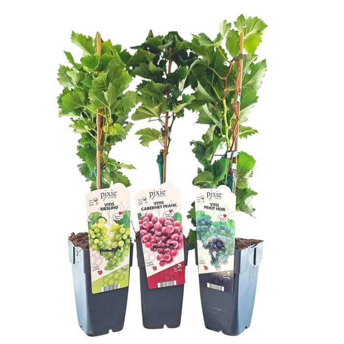 Pachet 3 Vita de Vie - 75cm+ [1]