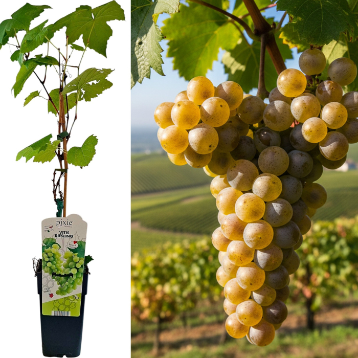 Vita de Vie Riesling - 60cm+ [1]