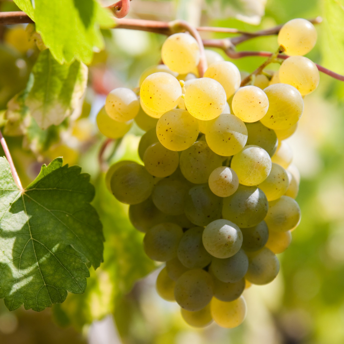 Vita de Vie Riesling - 75cm+ [2]