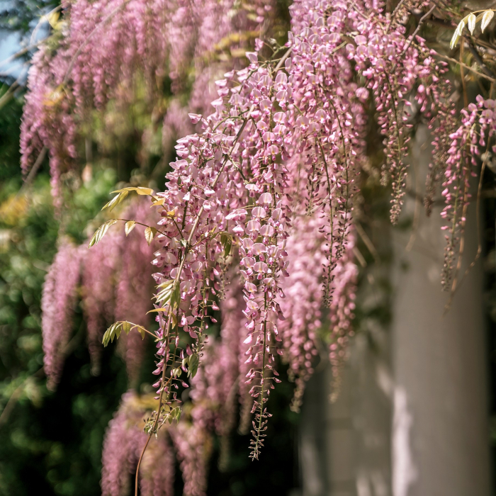 Wisteria ROZ Sinensis - 75cm+ [2]