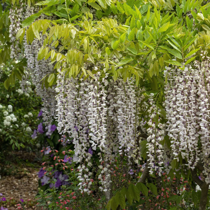 Wisteria ALBA Sinensis - 75cm+ [2]