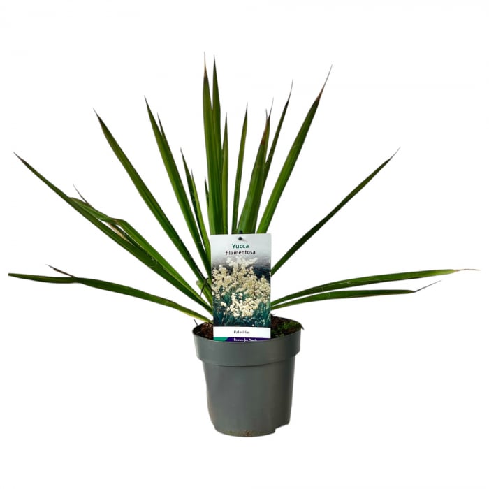 YUCCA Filamentosa 50cm+ (3L) [3]