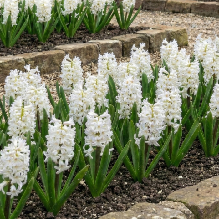 zambile-white-albe-parfumate-pepiniera-sibiu [2]