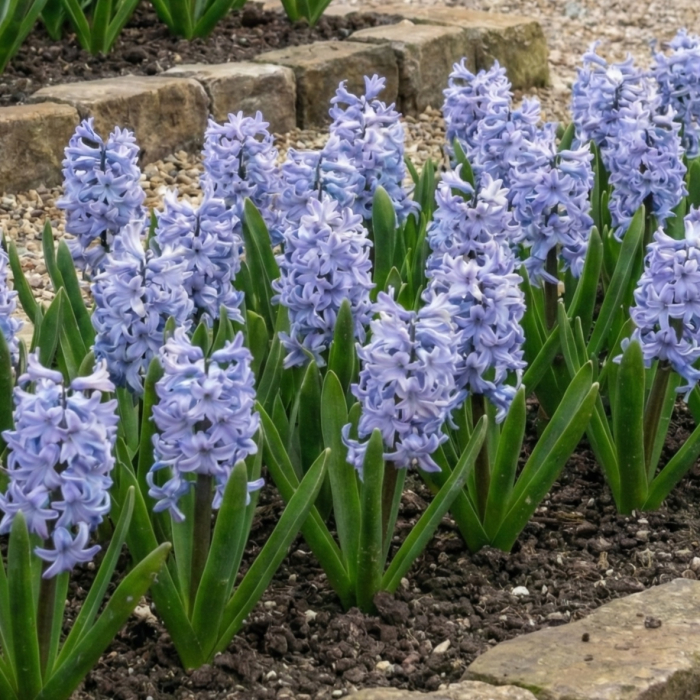 zambile-light-blue-albastru-deschis-pepiniera-sibiu [2]