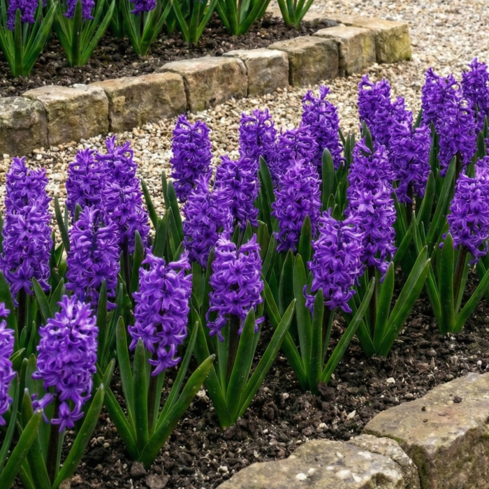 zambile-purple-mov-parfumate-pepiniera-sibiu [2]