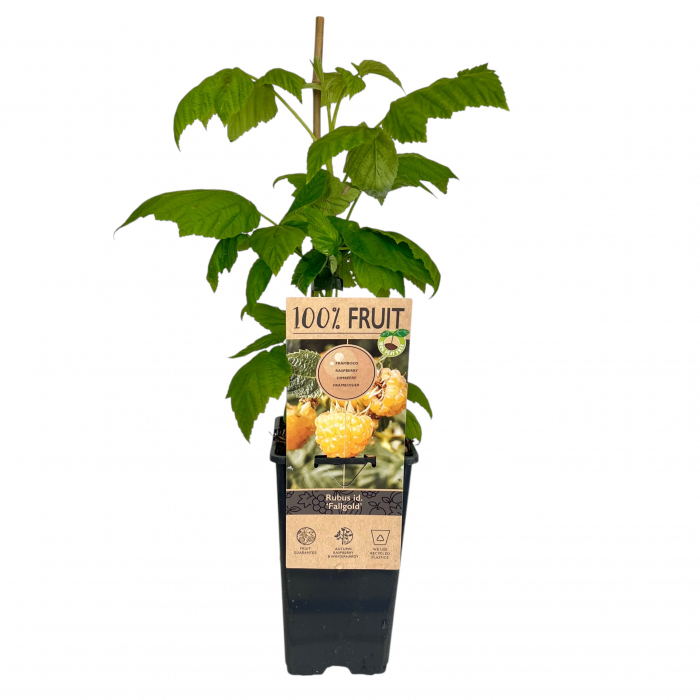 Zmeur Galben Fallgold - 50cm [2]