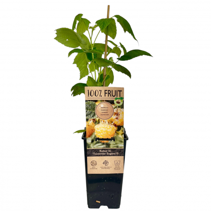 Zmeur Twotimer Sugana - 50cm [2]
