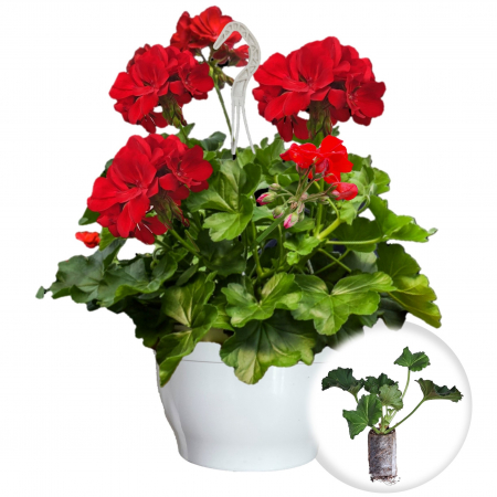 Flori Gradina si Balcon - 5 Butasi Caliope - ROSU