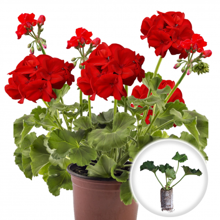 Flori Gradina si Balcon - 5 Butasi Muscate Drepte - ROSU