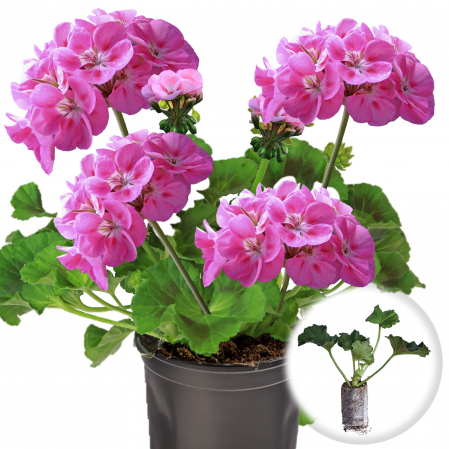 Flori Gradina si Balcon - 5 Butasi Muscate Drepte - ROZ